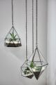 Hanging vases with plants