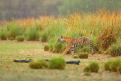 Tiger walking in lake grass. Indian tiger with first rain, wild danger animal in the nature habitat, Ranthambore, India. Big cat, endangered animal, nice fur coat. End of dry season, monsoon.