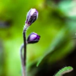 Buds of  Common hepatica