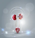 Urinary bladder and kidneys