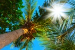Sun over green palm leaves