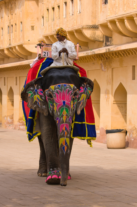 Decorated elephant in Jaipur, Rajasthan, India.